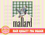 Mallard Duck